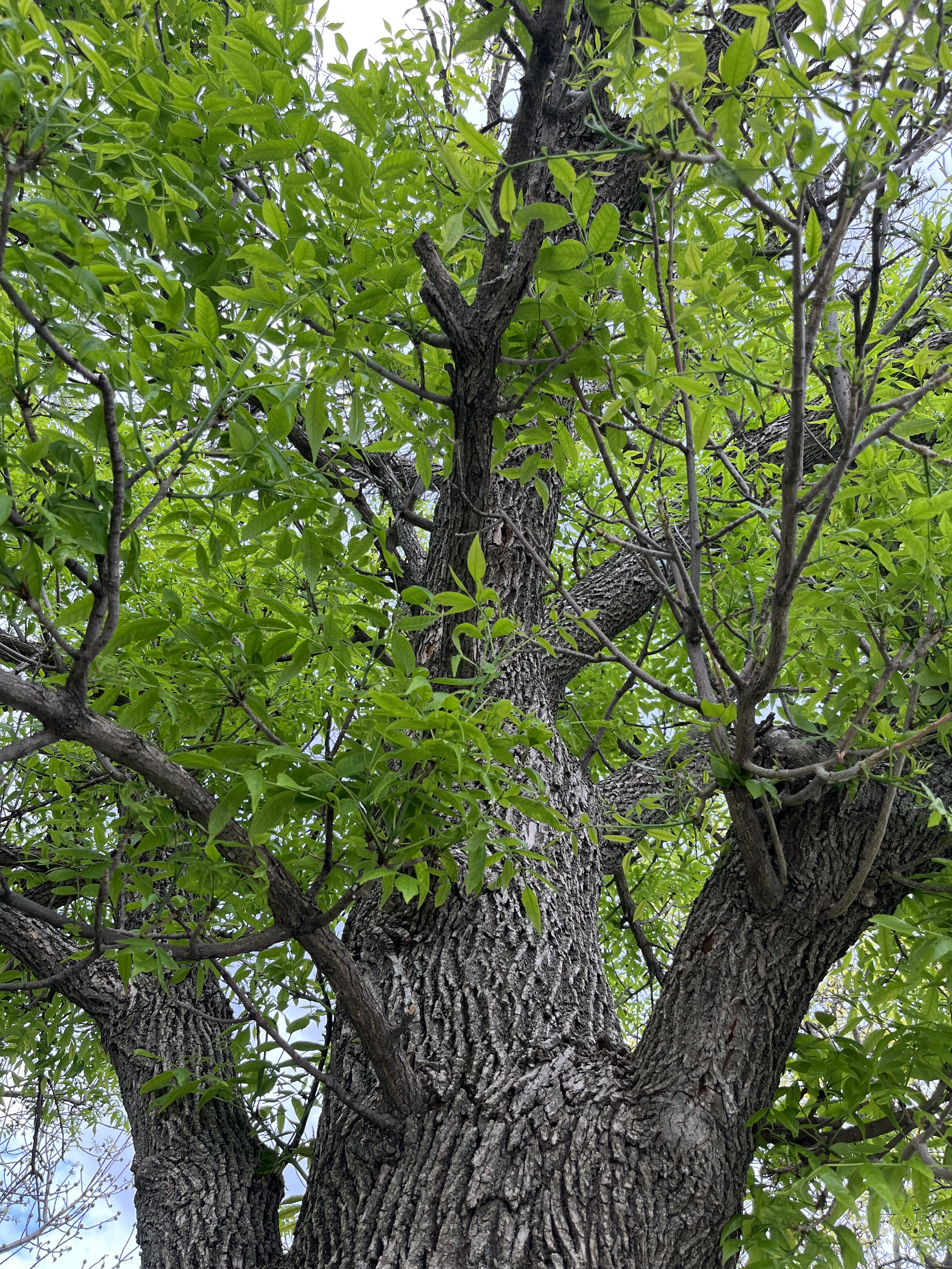 Two people grooming a dog